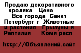 Продаю декоративного кролика › Цена ­ 500 - Все города, Санкт-Петербург г. Животные и растения » Грызуны и Рептилии   . Коми респ.